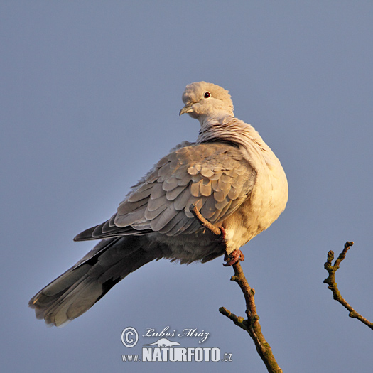 Burung Putaran