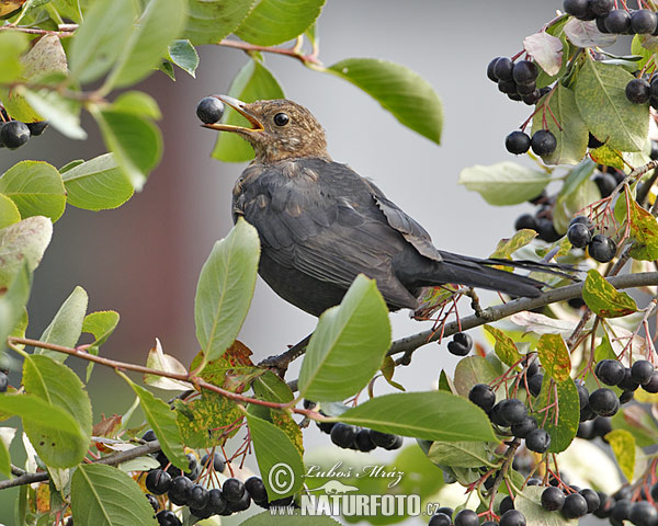 Burung sikatan hitam