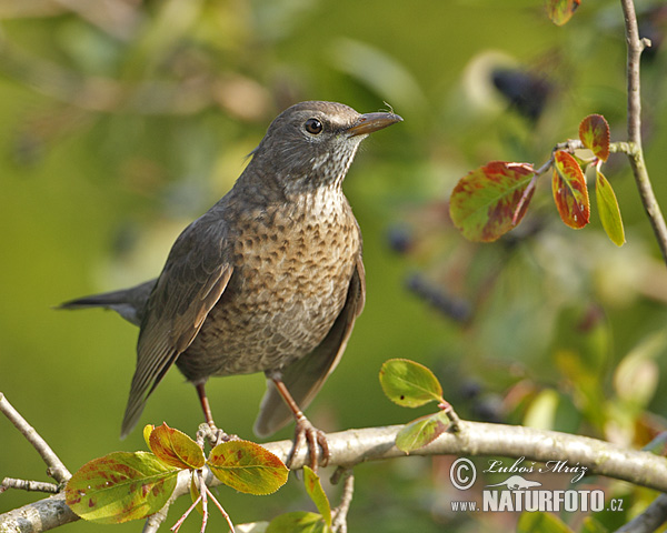 Burung sikatan hitam