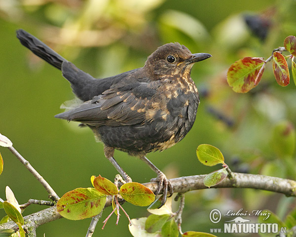 Burung sikatan hitam