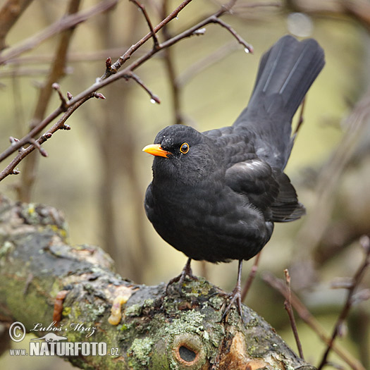 Burung sikatan hitam