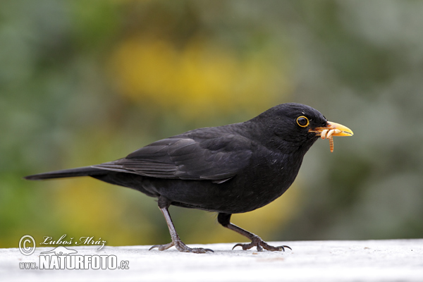 Burung sikatan hitam