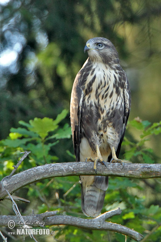 Buse variable