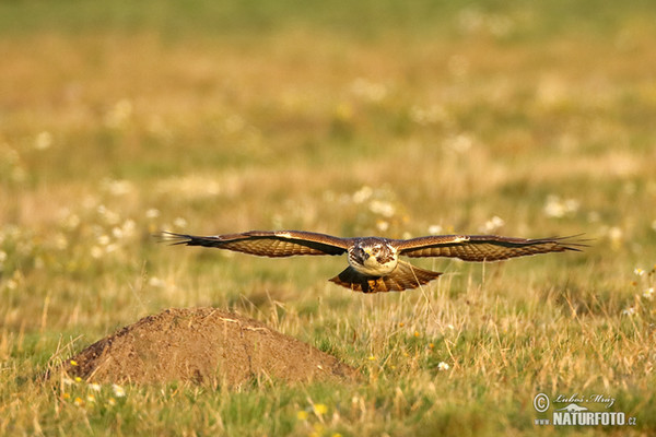 Buse variable