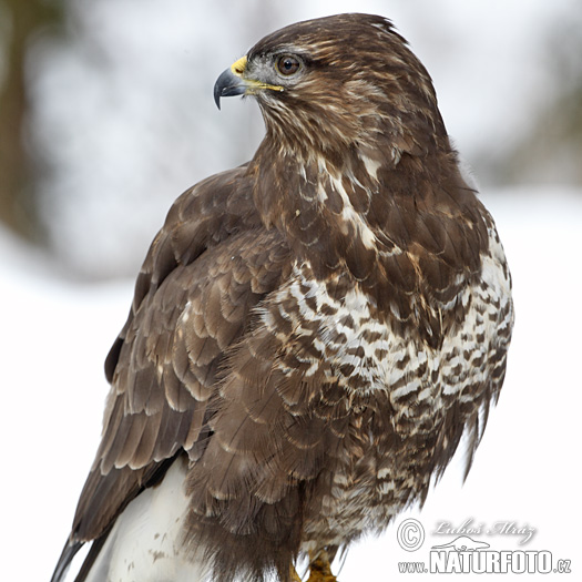 Buse variable