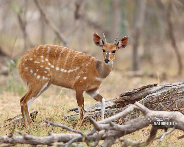 Bushbuck Harnessed (Tragelaphus scriptus)