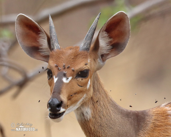 Bushbuck Harnessed (Tragelaphus scriptus)