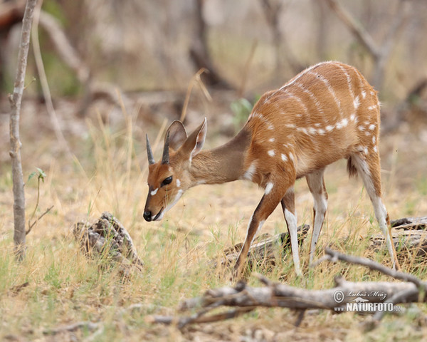 Bushbuck Harnessed (Tragelaphus scriptus)