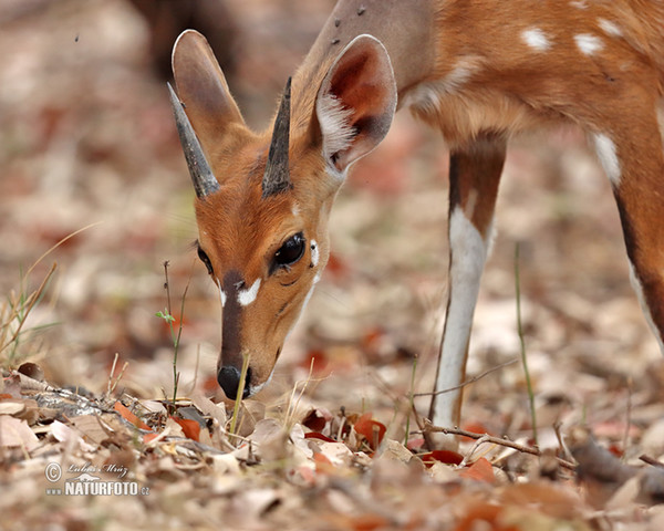 Bushbuck Harnessed (Tragelaphus scriptus)