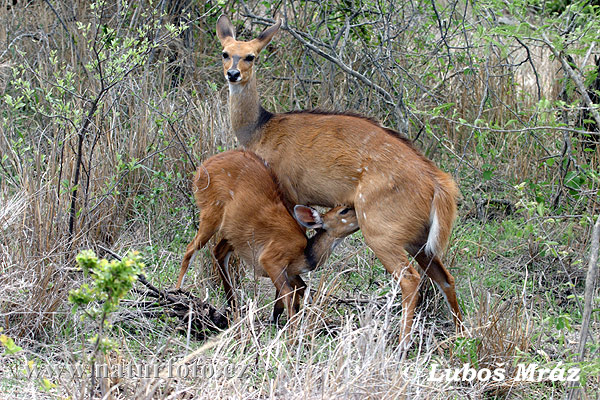 Bushbukk Skriftantilope