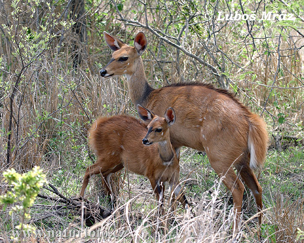 Bushbukk Skriftantilope