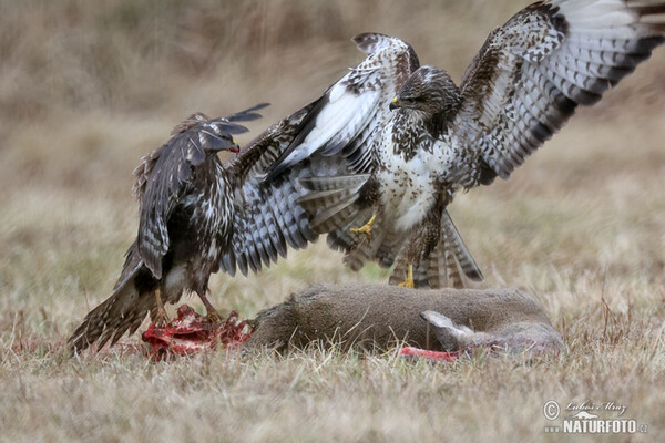 Buteo buteo