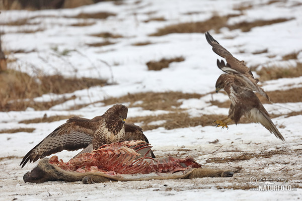 Buteo buteo