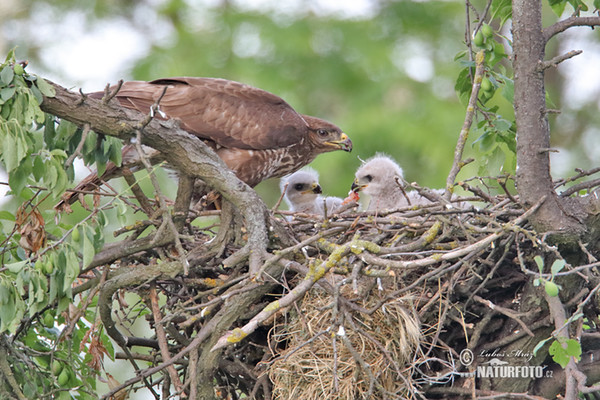 Buteo buteo