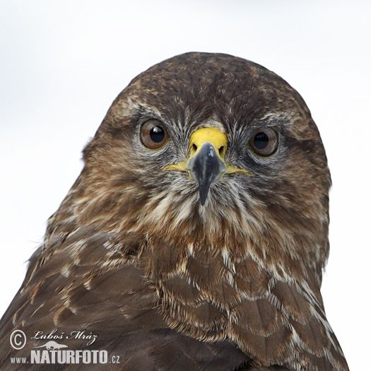 Buteo buteo