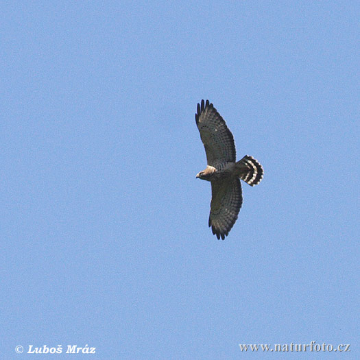 Buteo platypterus