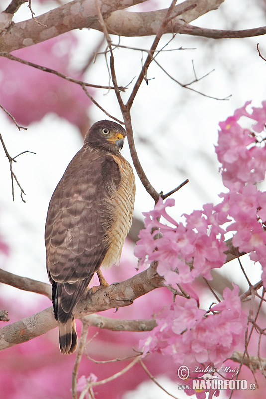 Buteo platypterus