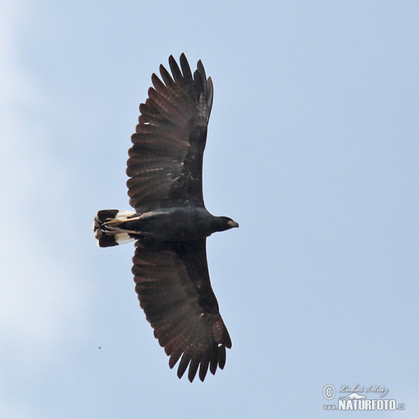 Buteogallus urubitinga