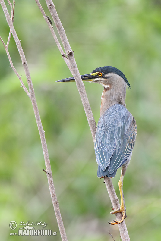 Butorides striata