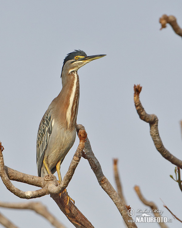 Butorides striata