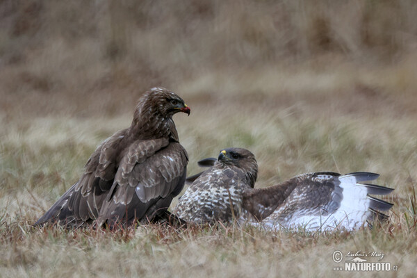 Buzzard (Buteo buteo)