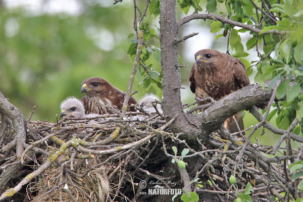 Buzzard (Buteo buteo)