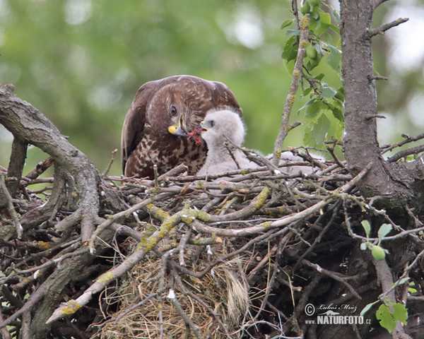 Buzzard (Buteo buteo)