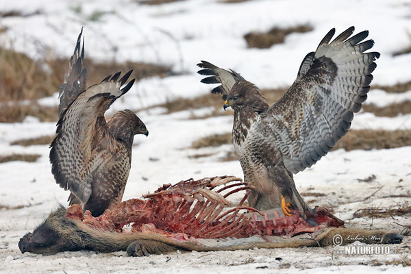 Buzzard (Buteo buteo)