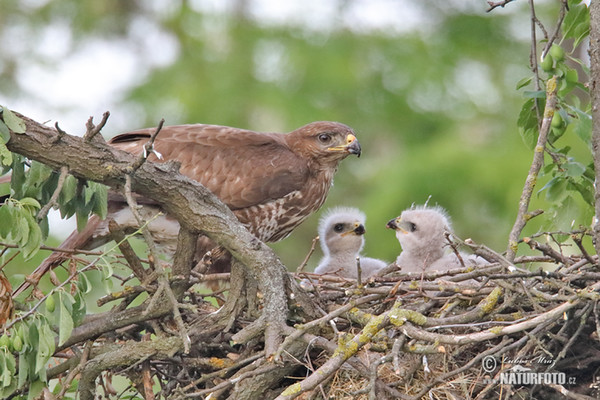 Buzzard (Buteo buteo)