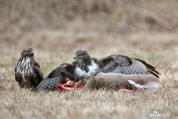 Buzzard (Buteo buteo)