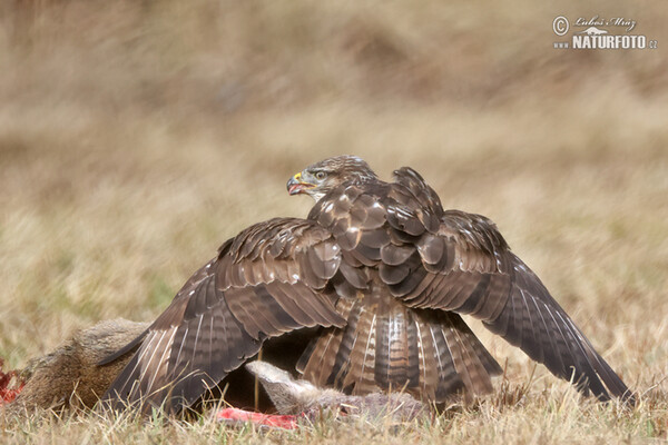 Buzzard (Buteo buteo)