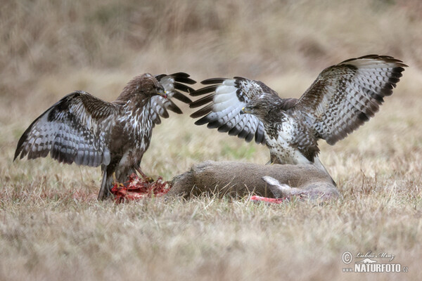 Buzzard (Buteo buteo)