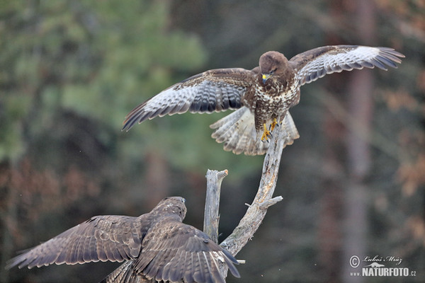 Buzzard (Buteo buteo)