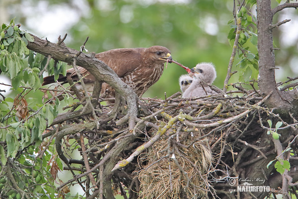 Buzzard (Buteo buteo)