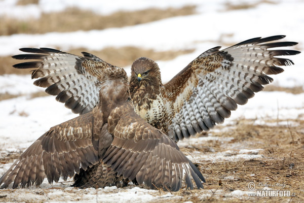 Buzzard (Buteo buteo)