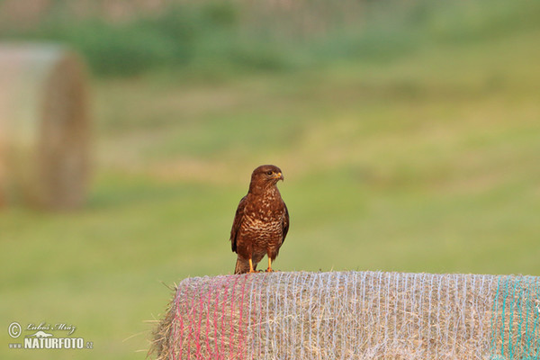 Buzzard (Buteo buteo)