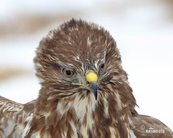 Buzzard (Buteo buteo)