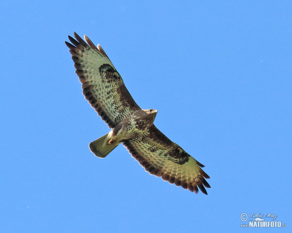 Buzzard (Buteo buteo)