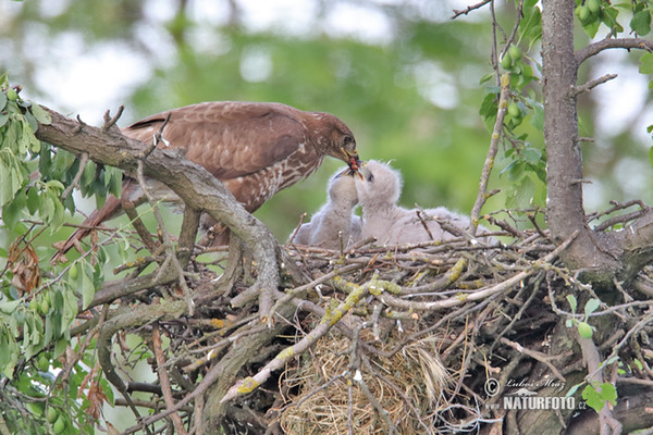 Buzzard (Buteo buteo)