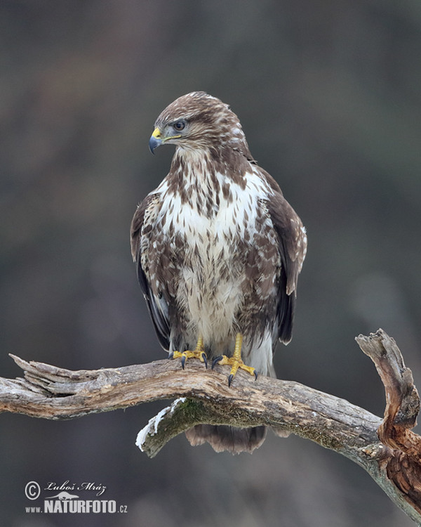 Buzzard (Buteo buteo)