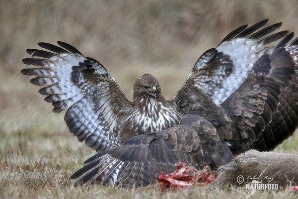 Buzzard (Buteo buteo)