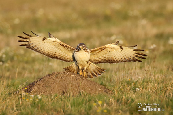 Buzzard (Buteo buteo)