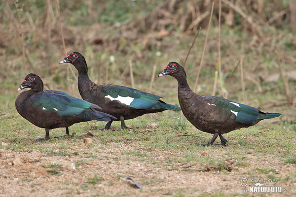 Cairina moschata