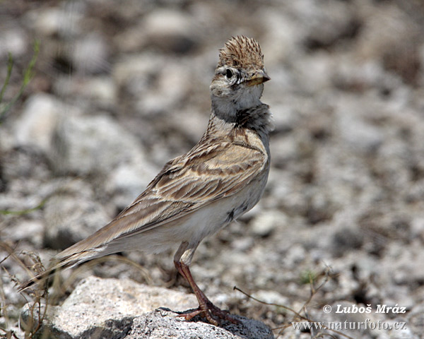 Calandrella brachydactyla