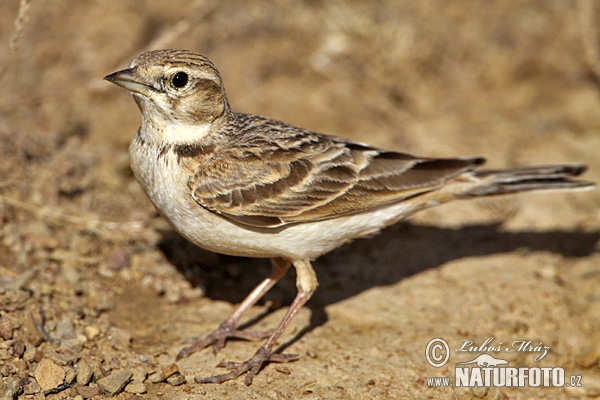 Calandrella brachydactyla