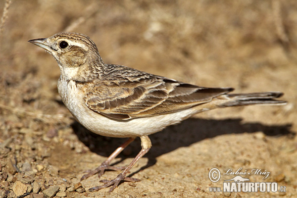 Calandrella brachydactyla