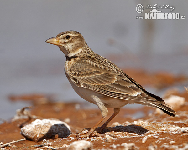 Calandria común