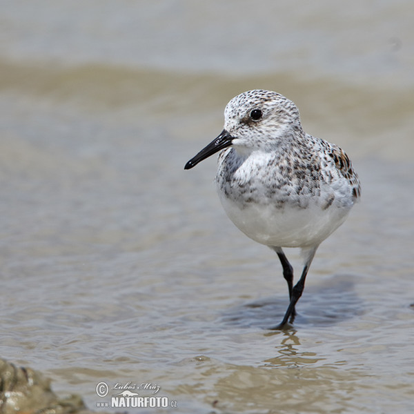 Calidris alba