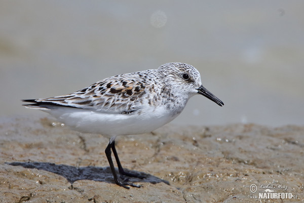 Calidris alba