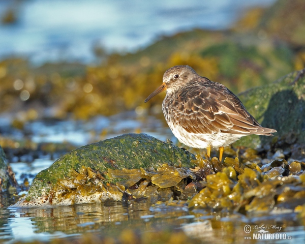 Calidris maritima